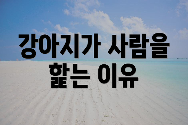 강아지가 사람을 핥는 이유