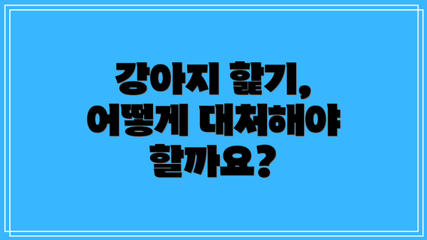 강아지 핥기, 어떻게 대처해야 할까요?